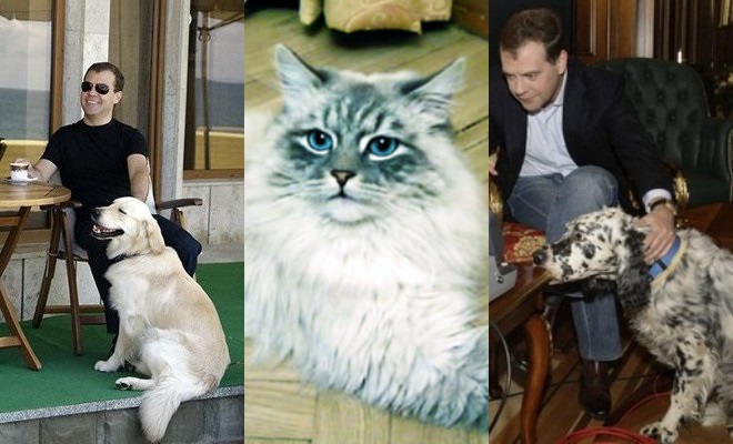 The cat Dorofey and Dmitry Medvedev’s dogs