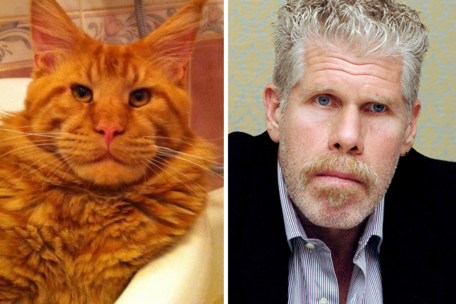 Maine Coon cat looks like Ron Perlman