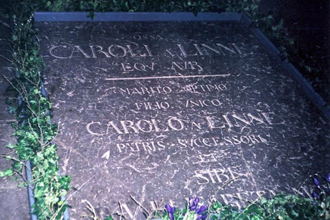 Carl Linnaeus’s grave