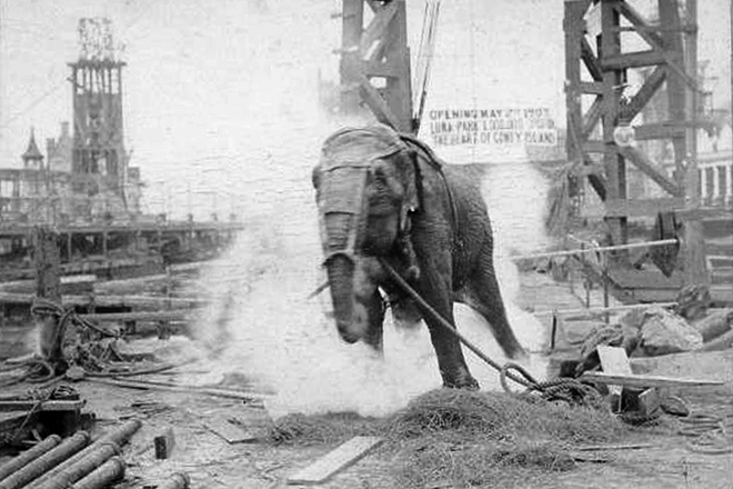 Execution of Topsy the elephant